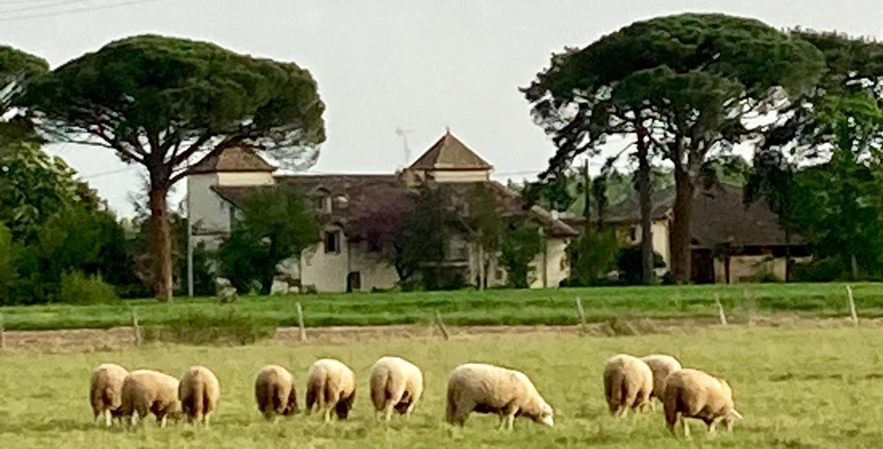 Domaine De Menerque - Petit Chateau Avec Piscine Lisle-sur-Tarn Buitenkant foto